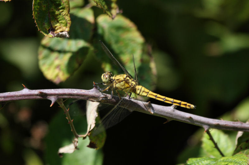 orthetrum cancellatum (femmina)